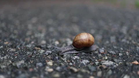 Close up of a common snail with a brown shell moving slowly Stockbeeldmateriaal 337602896