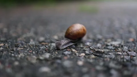 Close up of a common snail with a brown shell moving slowly Stockbeeldmateriaal 337602918