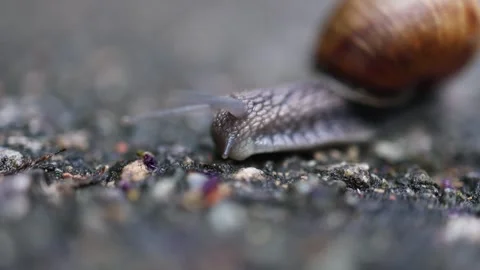 Close up of a common snail with a brown shell moving slowly Stock Footage 337602929