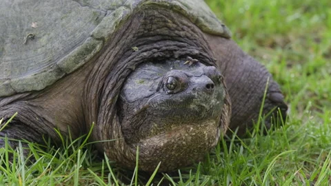 Close Up of a Common Snapping Turtle Stock Footage 131667034