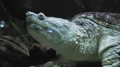 Close up Of Common Snapping Turtle In Gdynia Aquarium. Stock Footage 201500754