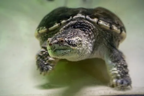 Close up of common snapping turtle underwater Stock Photos