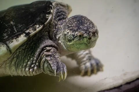 Close up of common snapping turtle underwater Stock Photos