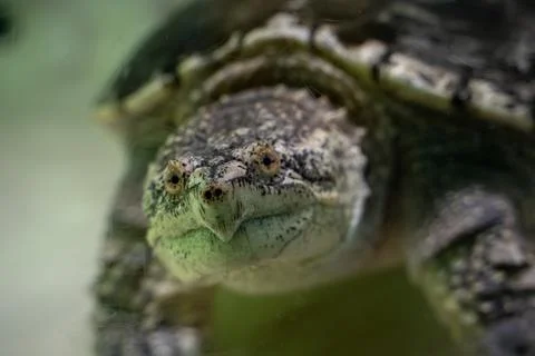 Close up of common snapping turtle underwater Stock Photos