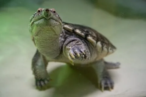 Close up of common snapping turtle underwater Stock Photos