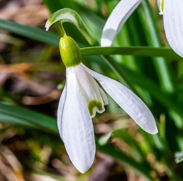 Close up of common Snowdrop flowers in the spring sun. 스톡 사진