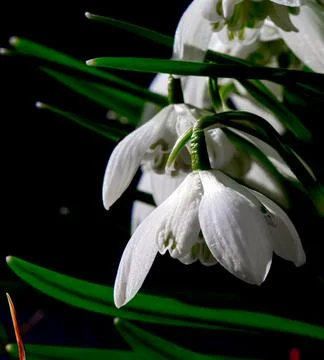 Close up of common Snowdrop flowers in the spring sun. 스톡 사진