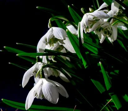 Close up of common Snowdrop flowers in the spring sun. 스톡 사진