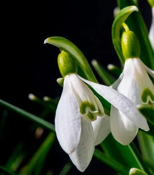 Close up of common Snowdrop flowers in the spring sun. Stock Photos