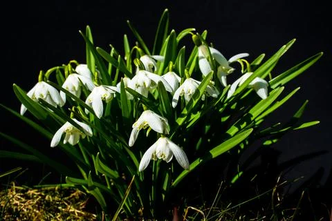 Close up of common Snowdrop flowers in the spring sun. Stock Photos