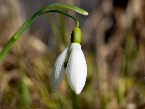 Close up common snowdrop in spring Stock Photos