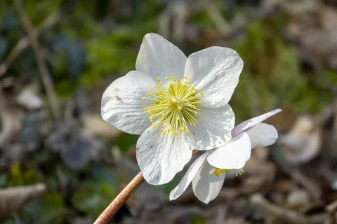 Close up of common snowdrops in bloom. Stock-Fotos