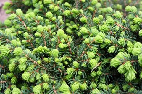 Close-up of common spruce Picea abies f. "Little Gem" in the garden Stock Photos