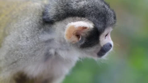 Close Up of Common Squirrel Monkey Facial Details Stock Footage 338371863