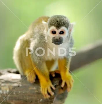 Close-up of a Common Squirrel Monkey Stock Photos