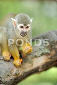 Close-up of a Common Squirrel Monkey Stock Photos