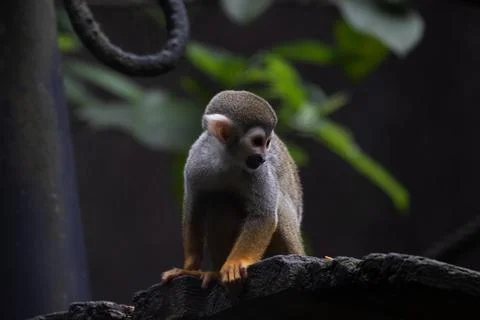 Close up Common Squirrel Monkey Foto stock