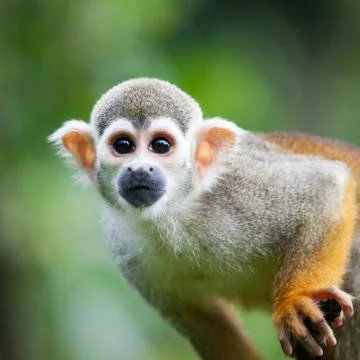 Close-up of a Common Squirrel Monkey (Saimiri sciureus; shallow Stock-Fotos