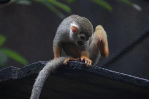 Close up Common Squirrel Monkey, Saimiri Sciureus Stock Photos