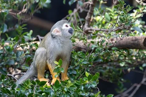 Close up Common Squirrel Monkey, Saimiri Sciureus Stock Photos