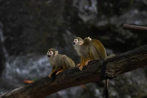 Close up Common Squirrel Monkey, Saimiri Sciureus Stock Photos
