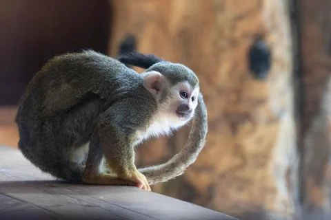Close up Common Squirrel Monkey, Saimiri Sciureus Stock Photos