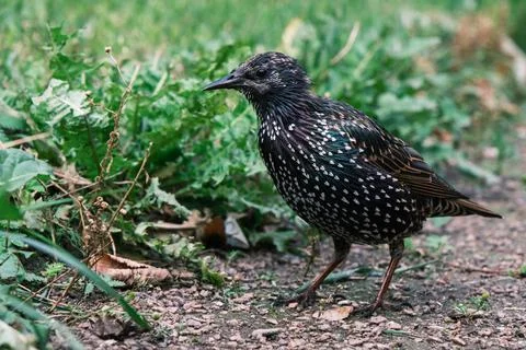 Close-up of common starling bird on the spring ground in the city outdoors Stock Photos