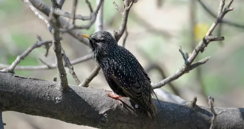 Close up of Common starling Stock Footage 130593134