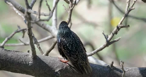 Close up of Common starling Stock Footage 130593232
