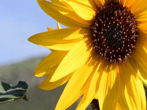 Close up of common sunflower and bugs Stock Footage 73913118