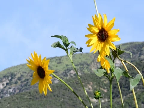 Close up of common sunflower and bugs Stock Footage 73913729