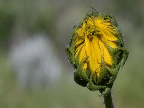 Close up of common sunflower and bugs Stock Footage 73925514