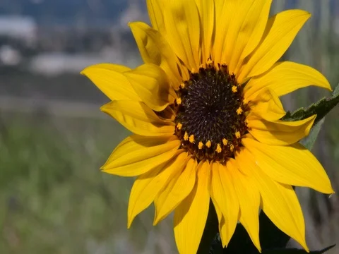 Close up of common sunflower and bugs Stock Footage 73925822