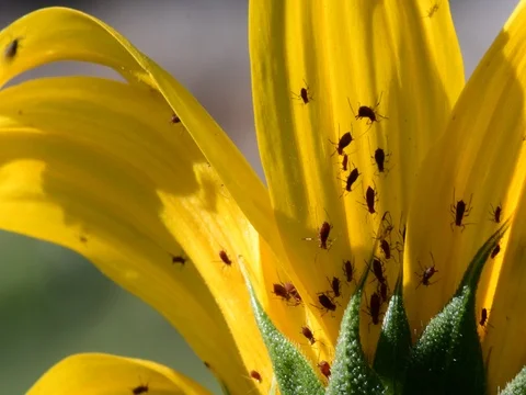 Close up of common sunflower and bugs Stock Footage 73926018