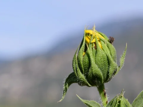 Close up of common sunflower and bugs Stock Footage 73926336