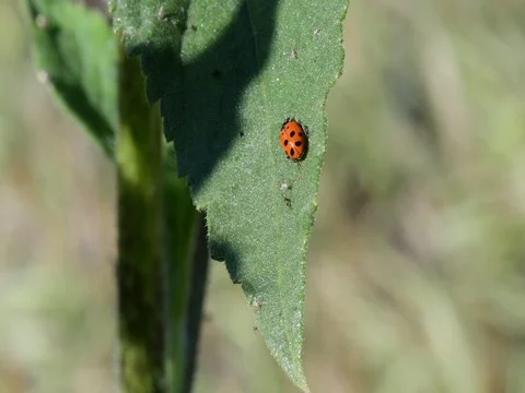 Close up of common sunflower and bugs Stock Footage 73926527