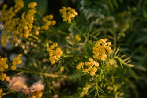 Close up of Common Tansy Stock Photos