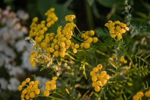 Close up of Common Tansy Stock Photos