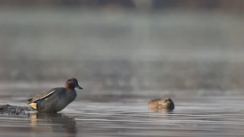 Close up of a Common Teal cleaning its green wing patch. Stock Footage 331702742