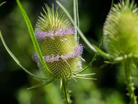 Close up of a  common teasel in summer Stock Photos