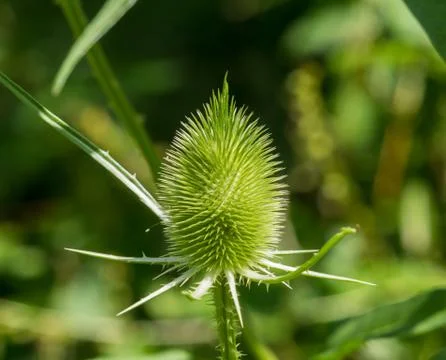 Close up of a common teasel in summer Stock Photos