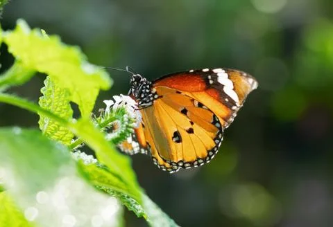 Close up Common Tiger Butterfly is Preparing to Suck Nectar from White Flower Stock Photos