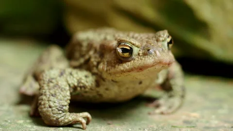 Close-up of common toad Bufo bufo in 4K VIDEO. Stock Footage 243483790