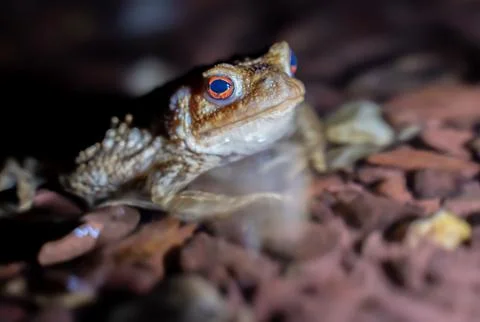 Close up of a common toad in a creek at night Stock Photos