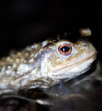 Close up of a common toad in a creek at night Stock Photos