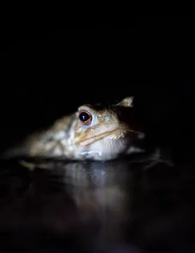 Close up of a common toad in a creek at night Stock Photos
