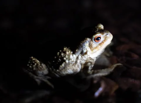 Close up of a common toad in a creek at night Stock Photos