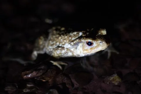 Close up of a common toad in a creek at night Stock Photos