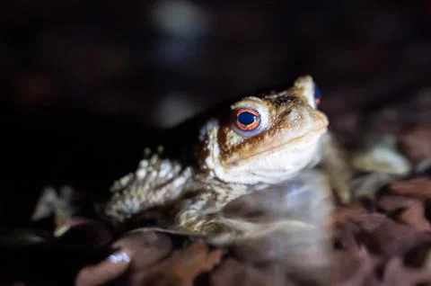 Close up of a common toad in a creek at night Stock Photos
