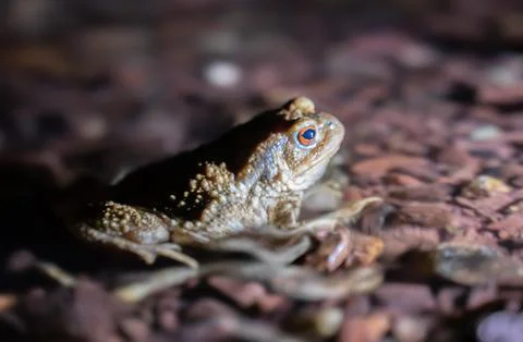 Close up of a common toad in a creek at night Stock Photos
